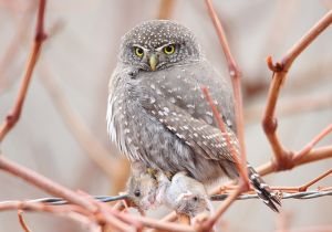 northern-pygmy-owl_03.jpg