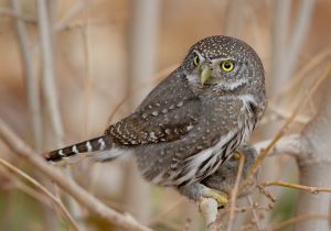 northern-pygmy-owl_05.jpg