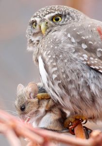 northern-pygmy-owl_09.jpg