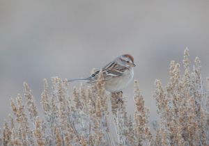 american-tree-sparrow_0.jpg