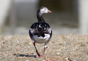 hybrid-snow-rosss-goose.jpg
