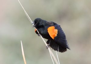 red-winged-blackbird_4.jpg