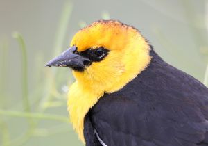 yellow-headed-blackbird.jpg
