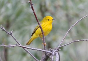 yellow-warbler.jpg