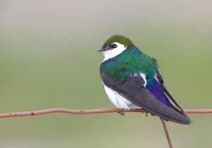 violet-green-swallow_1.jpg