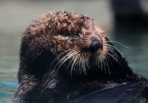 sea-otter_1.jpg
