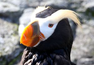 tufted-puffin_3.jpg
