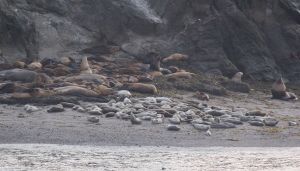 seals-and-lions_2.jpg