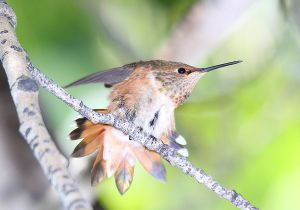 rufous-hummingbird_5.jpg