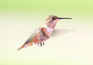 rufous-hummingbird_6.jpg