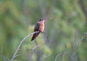 cinnamon-hummingbird_2.jpg