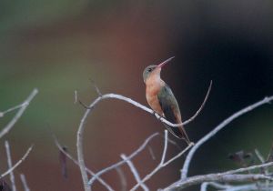 cinnamon-hummingbird_3.jpg
