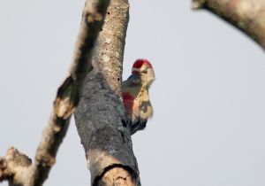 yucatan-woodpecker_1.jpg