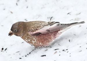 brown-capped-rosy-finch.jpg