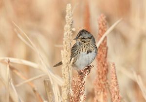 lincolns-sparrow.jpg