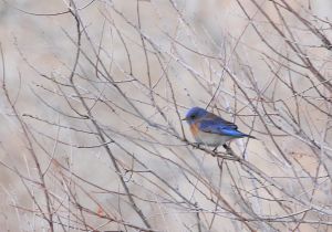 western-bluebird.jpg