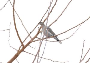 white-winged-dove.jpg