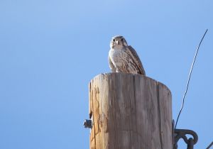 prairie-falcon.jpg
