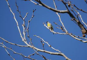 lawrences-goldfinch.jpg