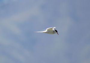 common-tern.jpg