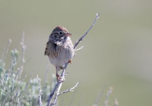 vesper-sparrow.jpg