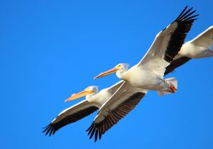 american-white-pelican_1.jpg