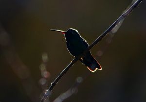 broad-billed-hummingbird_3.jpg