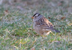 white-crowned-sparrow.jpg