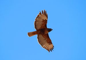 red-tailed-hawk.jpg