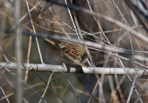 white-throated-sparrow_1.jpg