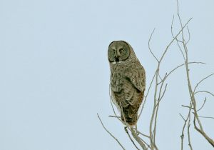 great-gray-owl_1.jpg