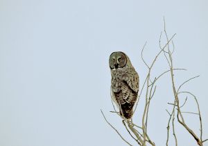 great-gray-owl_1a.jpg