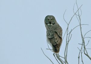 great-gray-owl_2.jpg