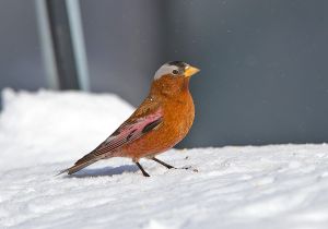 gray-crowned-rosy-finch_2.jpg