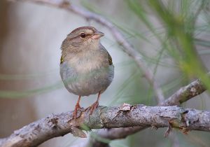 olive-sparrow_5.jpg