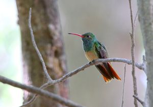 buff-bellied-hummingbird_1.jpg