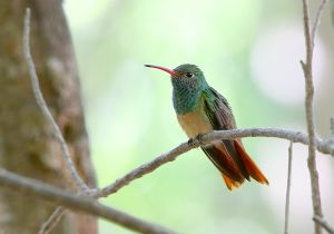 buff-bellied-hummingbird_2.jpg