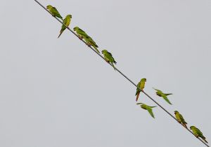 green-parakeet_5.jpg