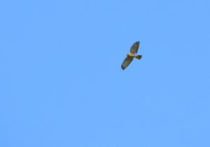 broad-winged-hawk.jpg