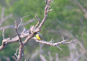golden-fronted-woodpecker.jpg