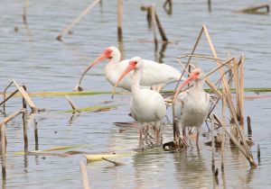 white-ibis_2.jpg
