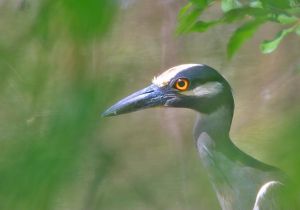 yellow-crowned-night-heron_2.jpg