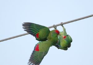 red-crowned-parrot_3.jpg