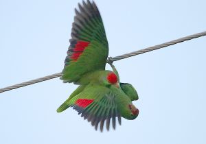 red-crowned-parrot_4.jpg