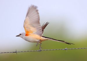 scissor-tailed-flycatcher_8.jpg