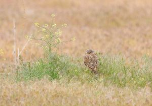 burrowing-owl.jpg