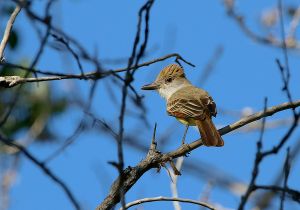 brown-crested-flycatcher_2.jpg