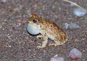 red-spotted-toad.jpg