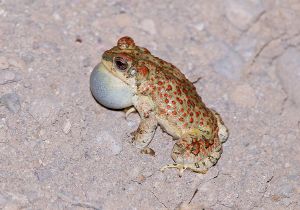 red-spotted-toad_2.jpg