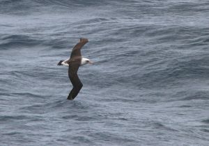 laysan-albatross_0.jpg